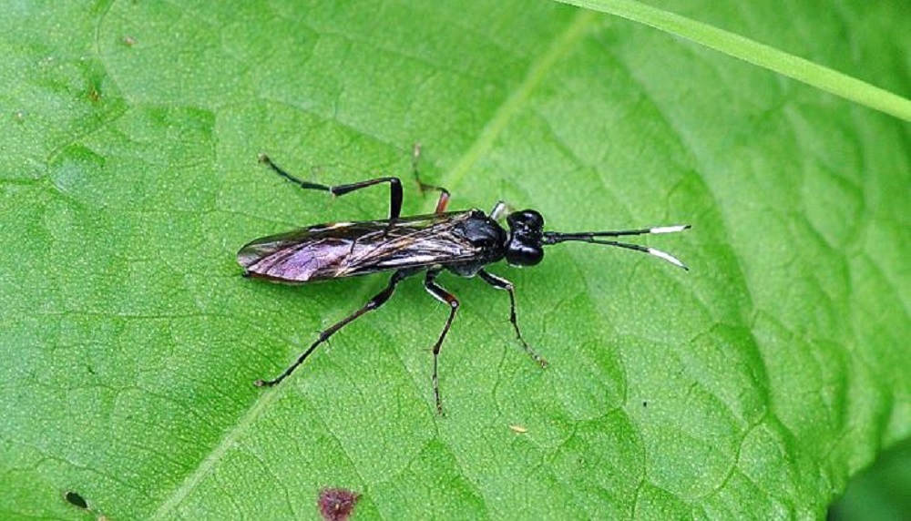 White-tipped sawfly (Taxonus terminalis)